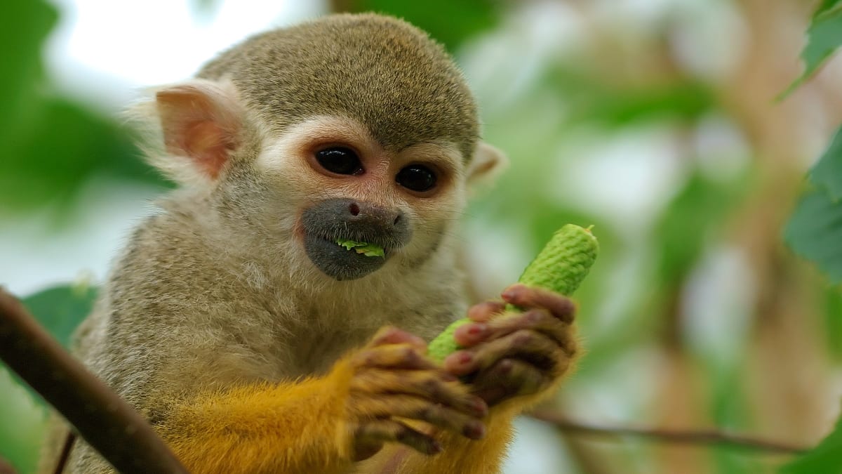 New AI Spots 63 Tree Species With 95% Accuracy