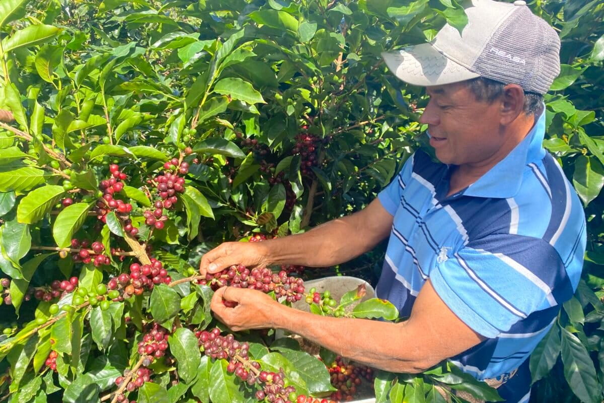 Honduras Coffee Farmers Go Digital to Save Their Land - Image 2