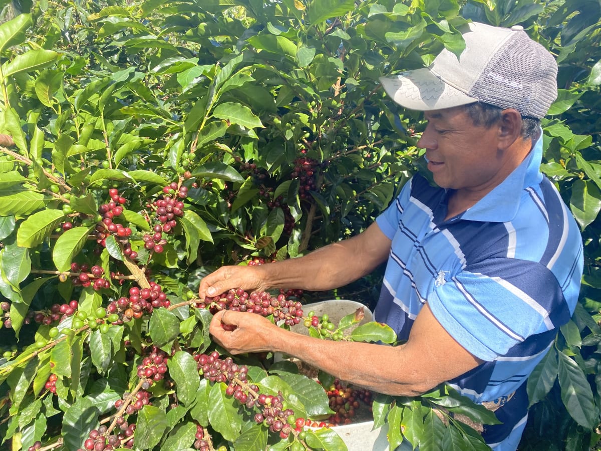 Honduras Coffee Farmers Go Digital to Save Their Land