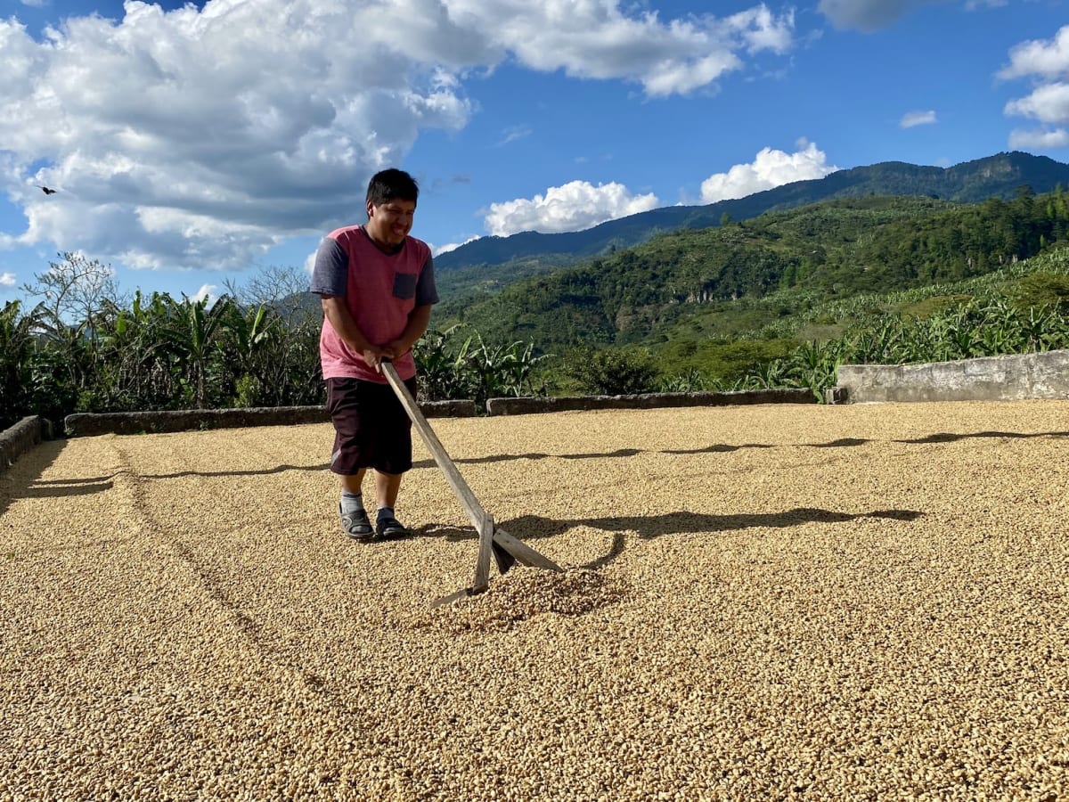 Honduras Coffee Farmers Go Digital to Save Their Land - Image 4