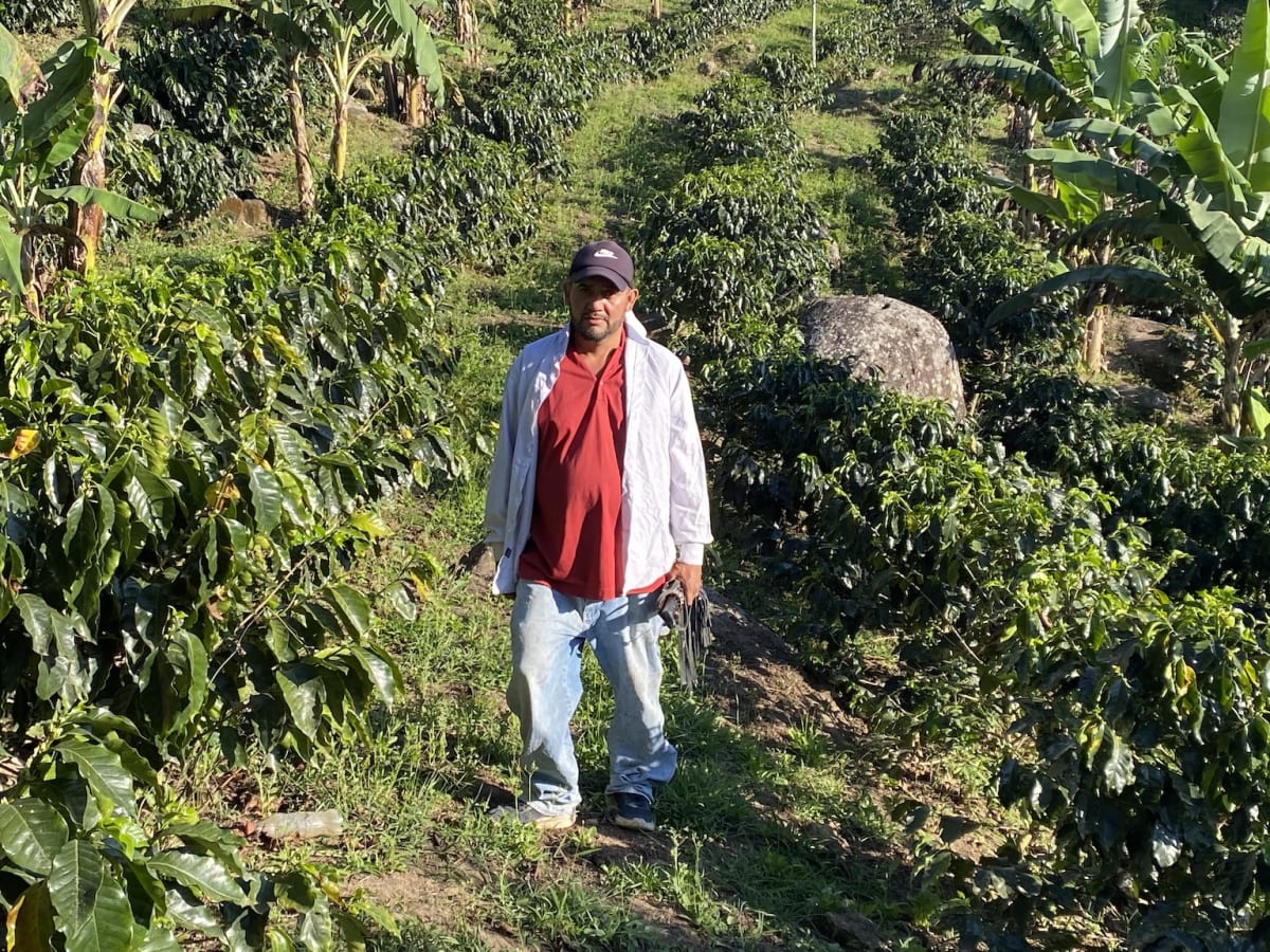 Honduras Coffee Farmers Go Digital to Save Their Land - Image 5