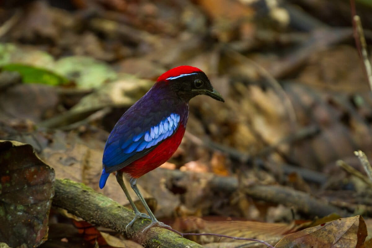 Scientists Race to Record Earth's Last Intact Forests - Image 5