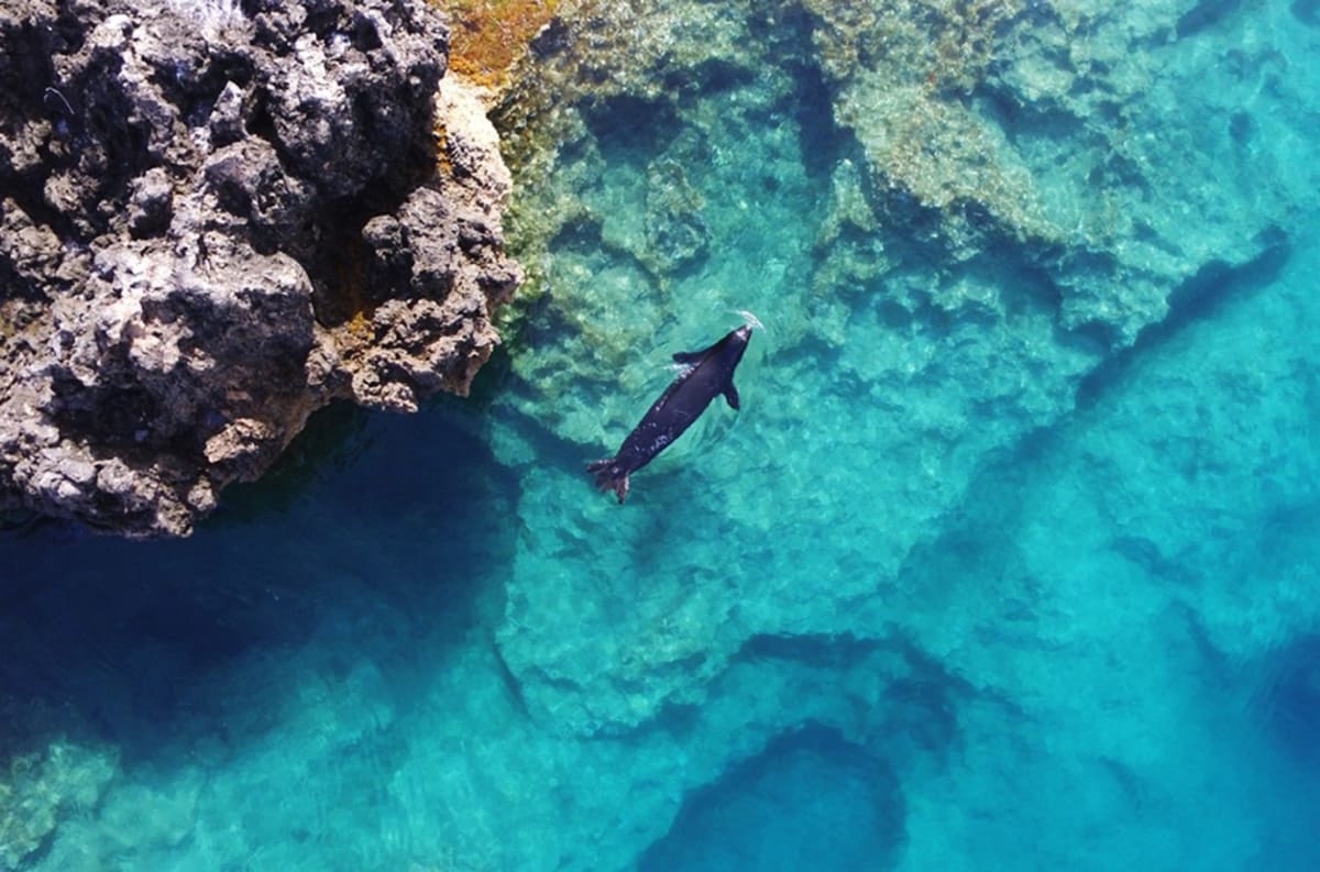 World's Rarest Seals Hide in Secret Underwater Air Pockets