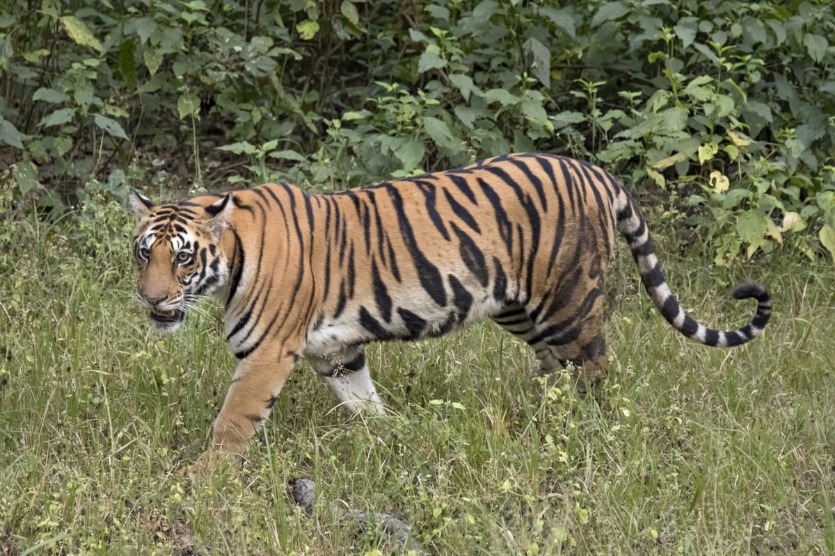 Cambodia Plans to Bring Wild Tigers Back After 18 Years