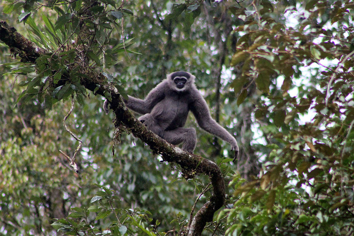 Java Women Save Endangered Gibbons Through Forest Fabric - Image 2