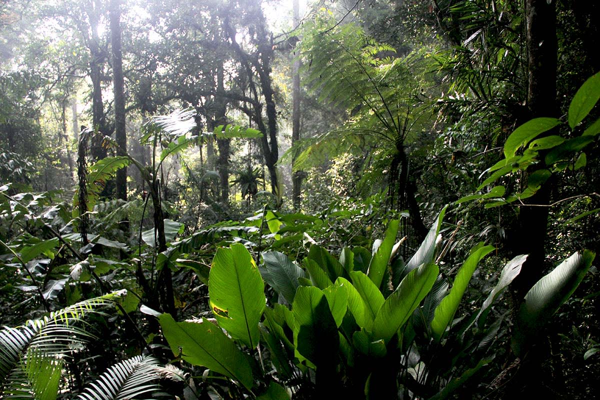 Java Women Save Endangered Gibbons Through Forest Fabric - Image 4