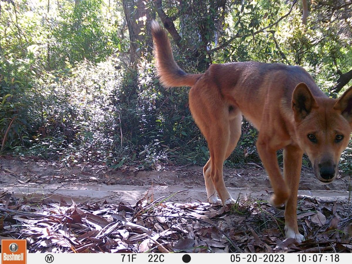Purebred dingo photographed by camera trap on K'gari sand island Australia
