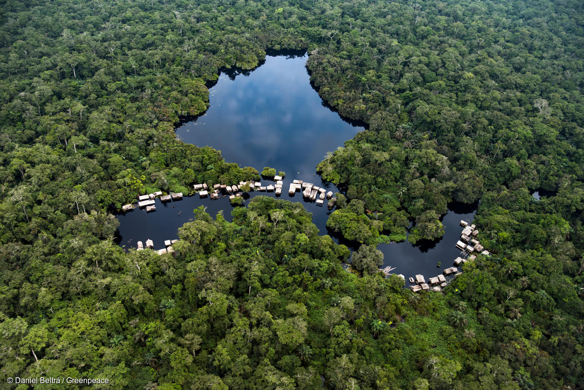 Aerial view of lush green peatland forest with waterways in Democratic Republic of Congo