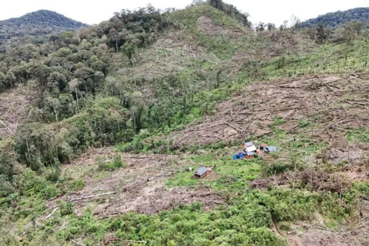 Indonesian Farmers Restore Forest While Growing Their Income - Image 5
