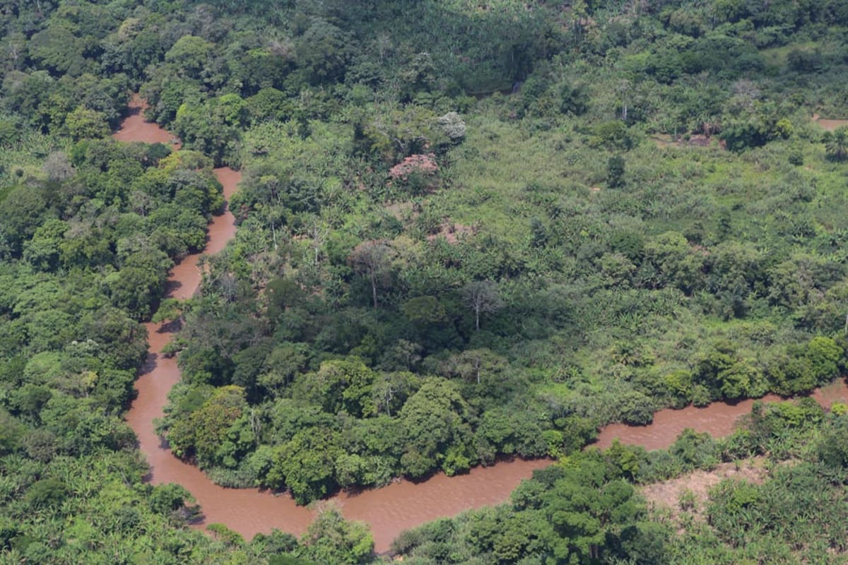 Congo Forest Loss Drops 87% Under Community-Led Conservation - Image 2