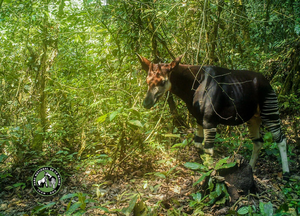 Congo Forest Loss Drops 87% Under Community-Led Conservation - Image 5
