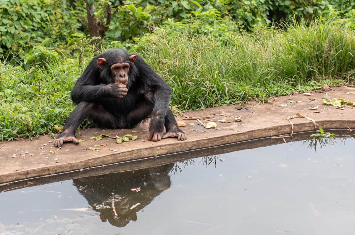 Ape Sanctuary Locks Down to Protect 200 Primates From Ebola - Image 4