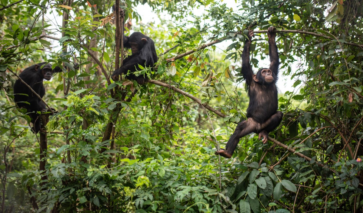 Ape Sanctuary Locks Down to Protect 200 Primates From Ebola - Image 5
