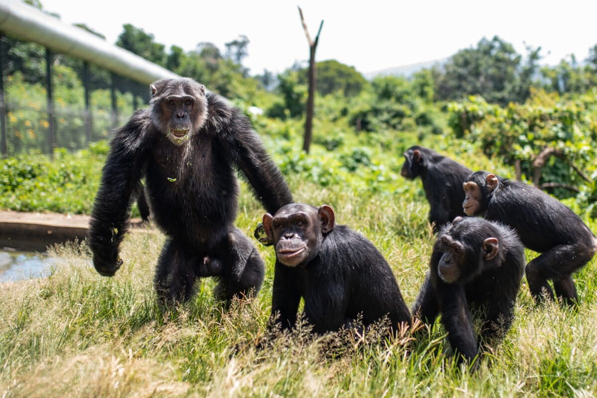 Ape Sanctuary Locks Down to Protect 200 Primates From Ebola - Image 2