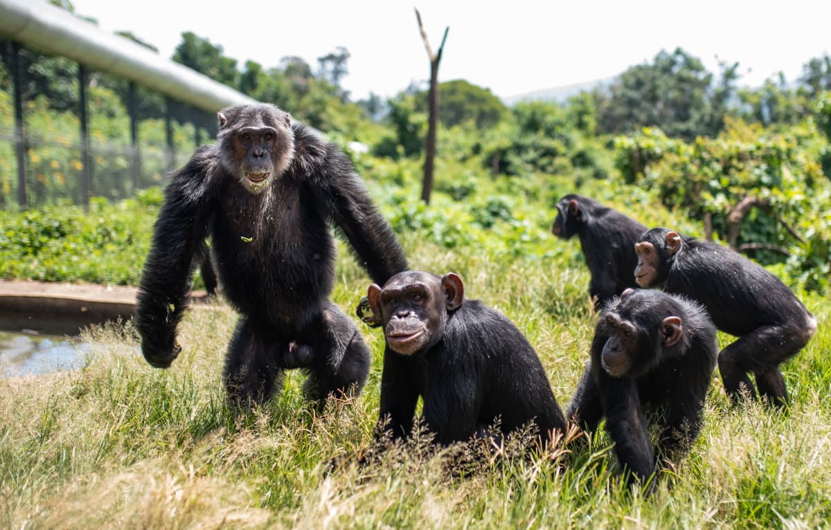 Chimpanzee family at Lwiro Primates Rehabilitation Center in Democratic Republic of Congo