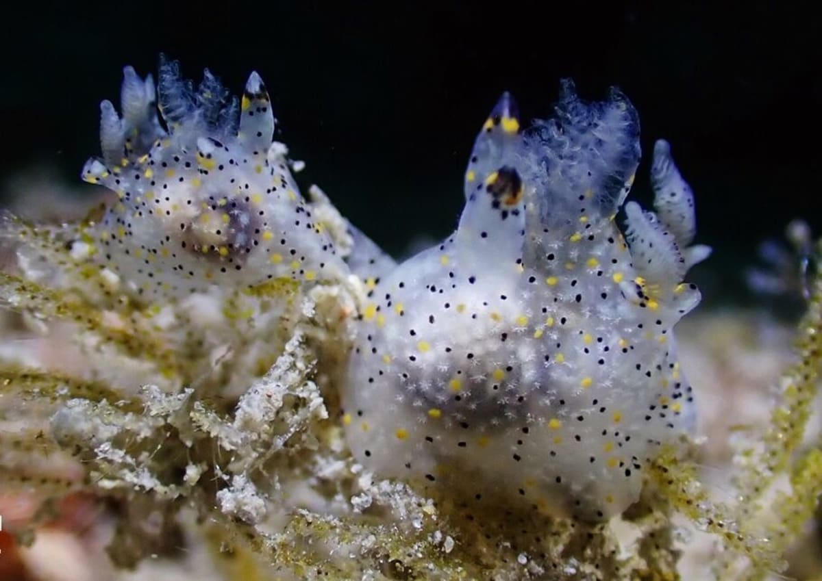 Tiny 'Sesame' Sea Slug Found in Taiwan After 30 Years