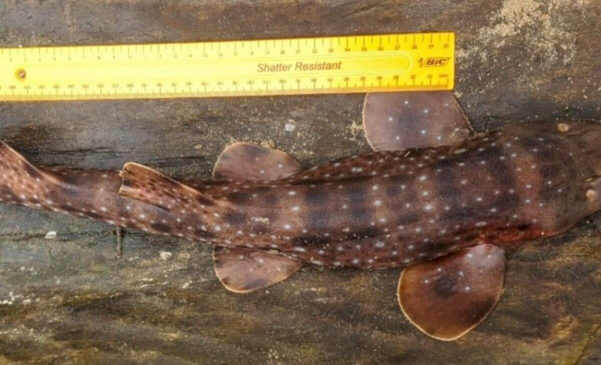 Lost Shark Rediscovered After 19 Years in Madagascar - Image 2