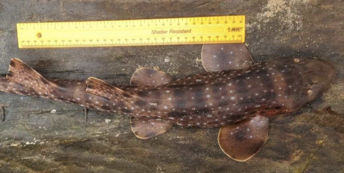 Lost Shark Rediscovered After 19 Years in Madagascar