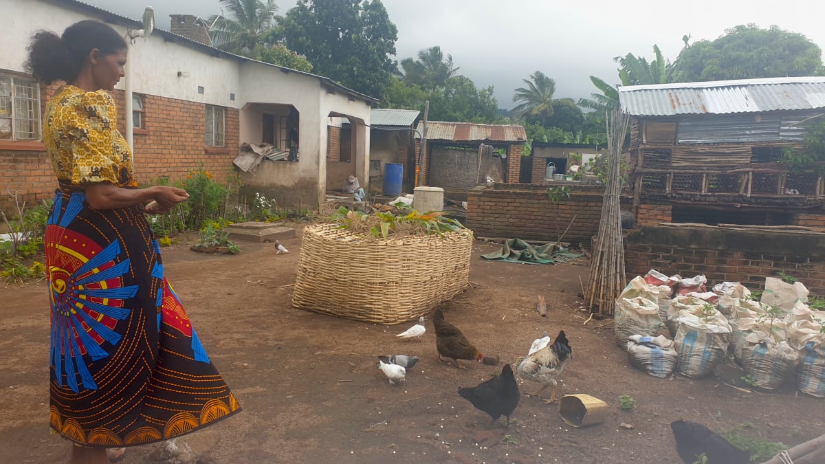 Malawi Farmer Builds Thriving Business from 9 Acres - Image 5