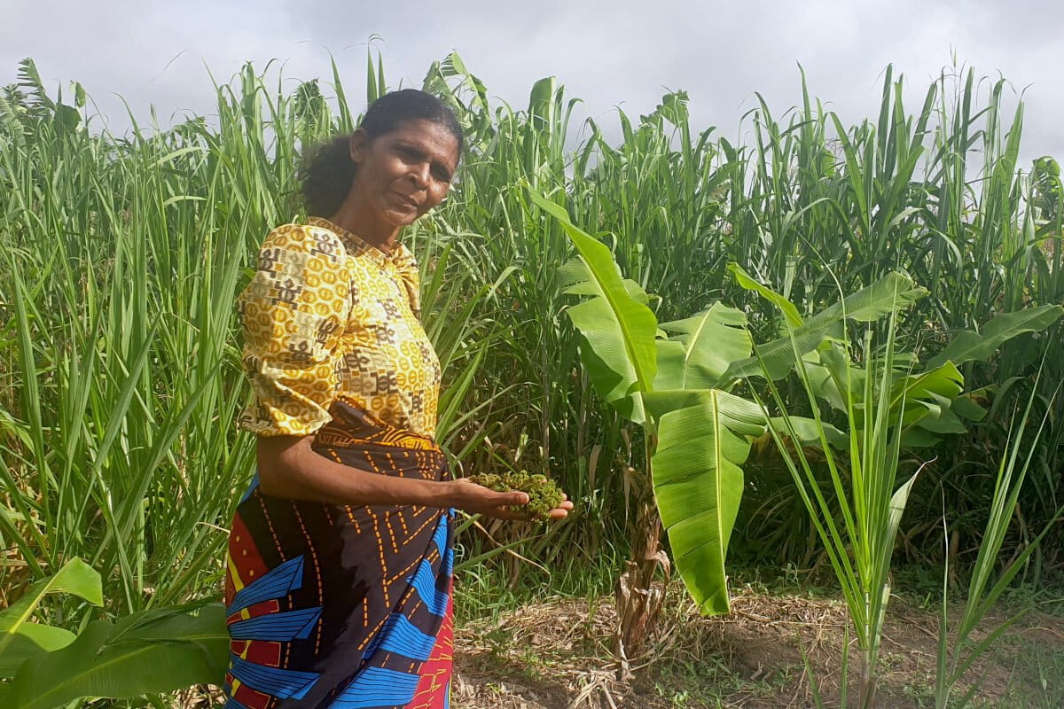 Malawi Farmer Builds Thriving Business from 9 Acres - Image 2