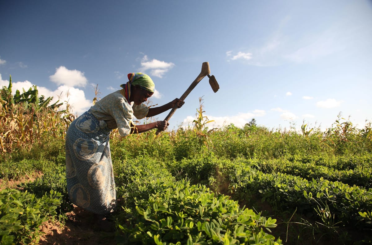 Malawi Farmer Builds Thriving Business from 9 Acres - Image 4