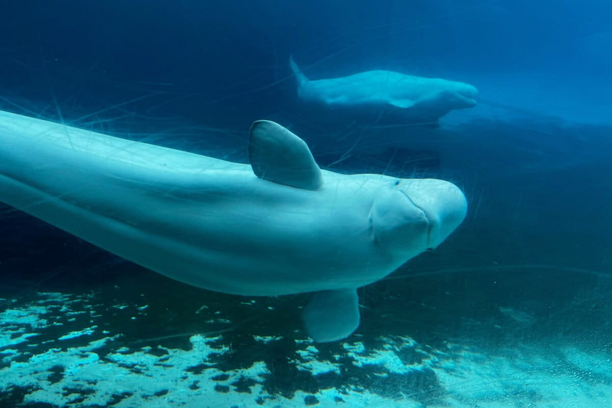 Canada Saves 34 Whales From Euthanasia at Closed Park - Image 2