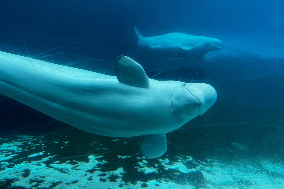 Beluga whales swimming in tank at Marineland park in Niagara Falls, Ontario, Canada