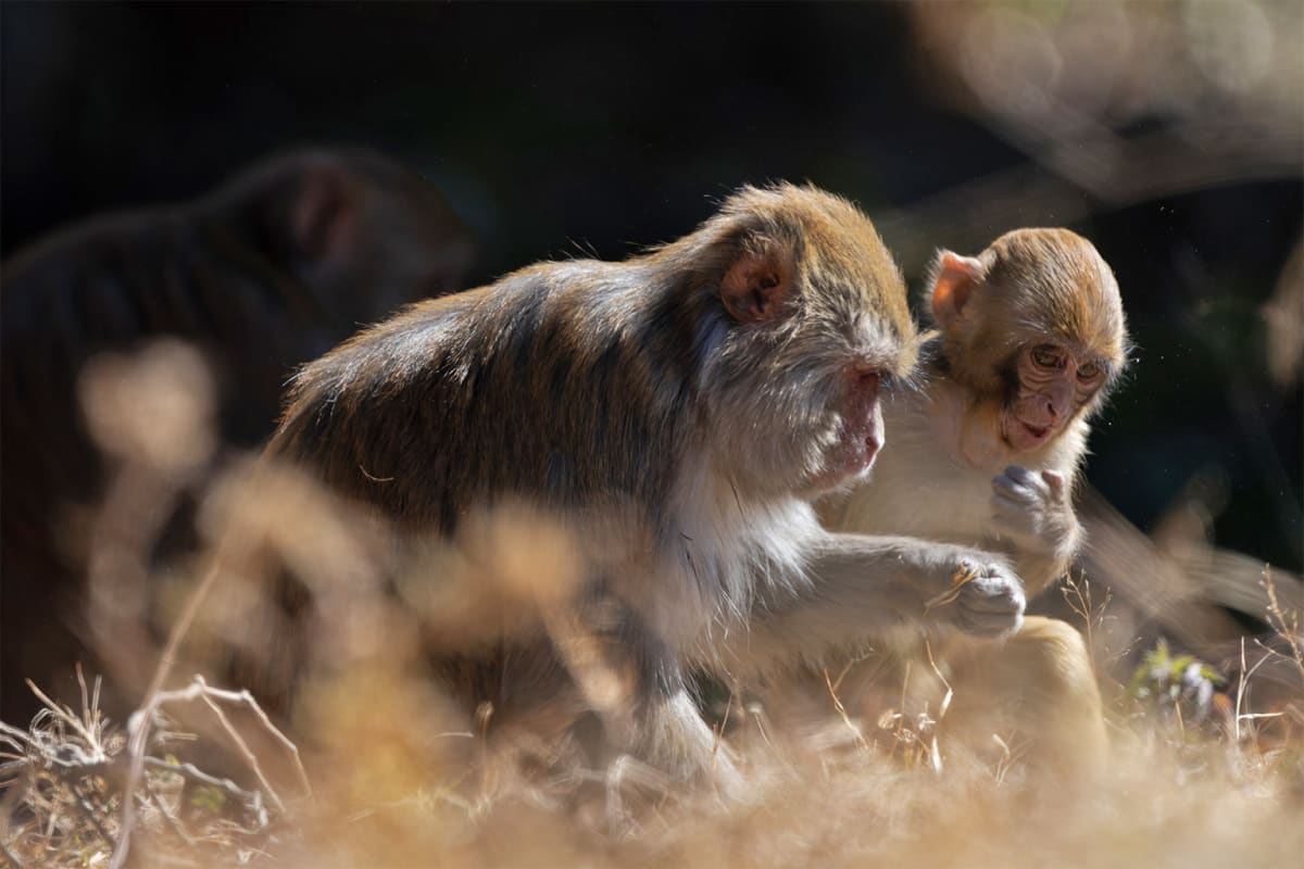 Nepal Tests AI to Guard Farms From Crop-Raiding Monkeys - Image 3