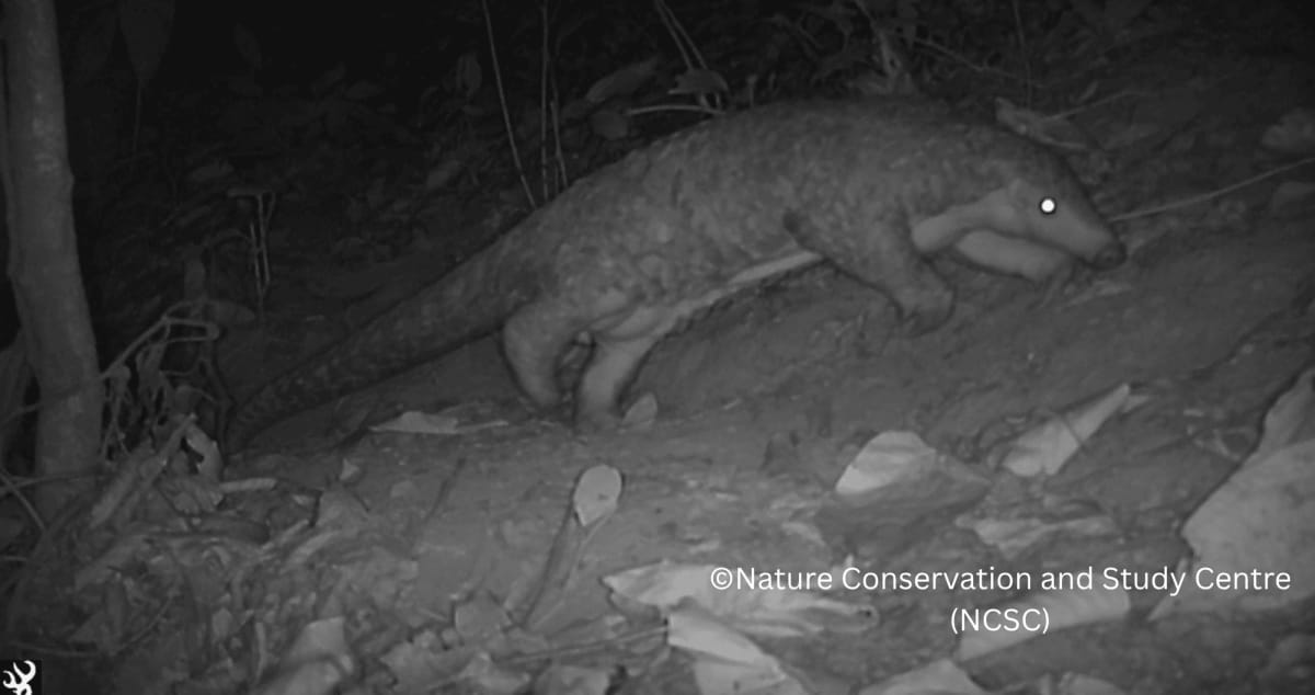 Sacred Forest in Nepal Shelters Critically Endangered Pangolin