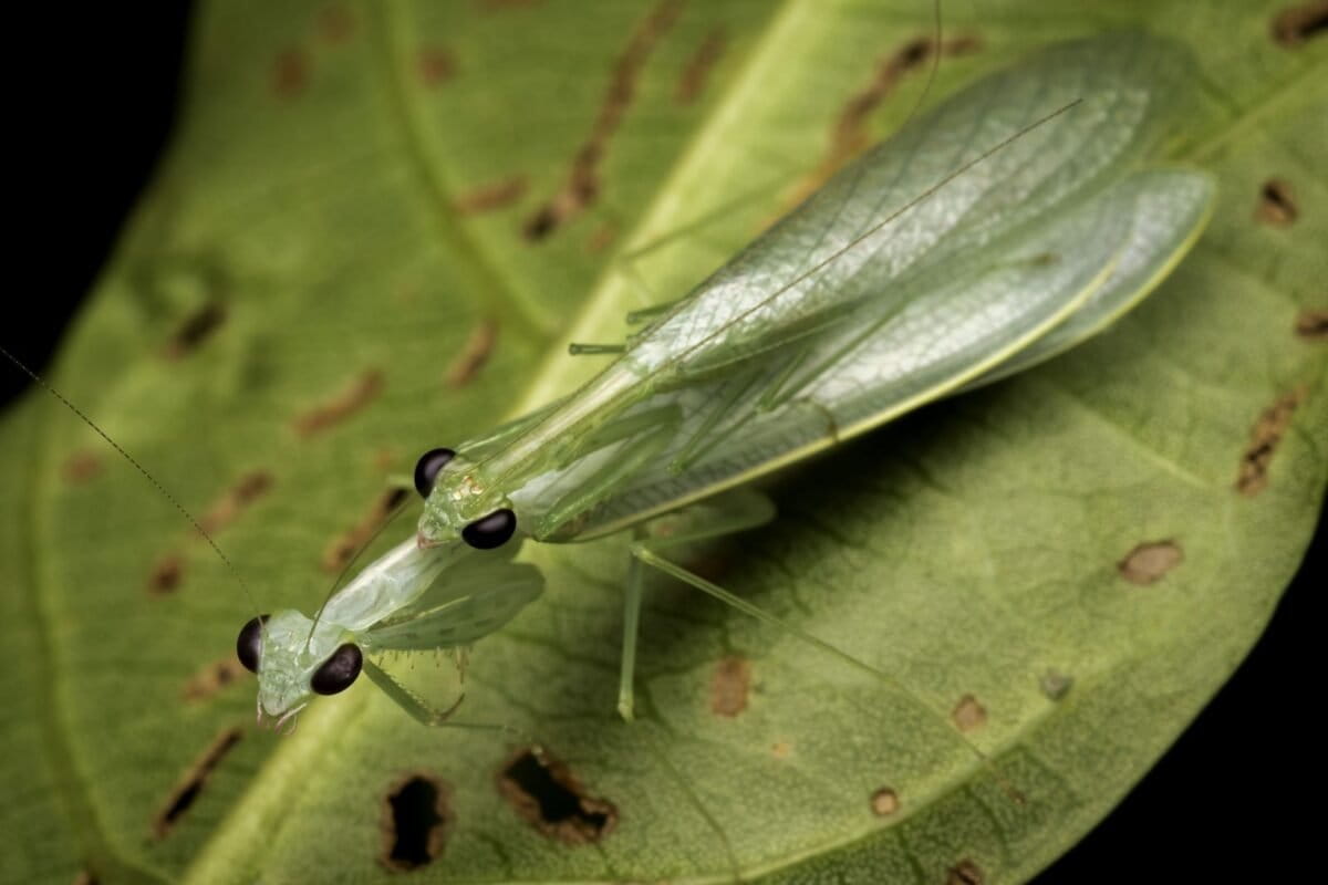 Scientists Discover 3 'Leaf-Planking' Mantis Species - Image 2