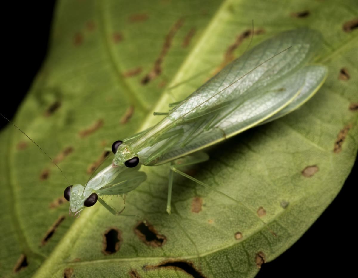 Male and female leaf-planking mantis pressed flat against branch in North Queensland Australia