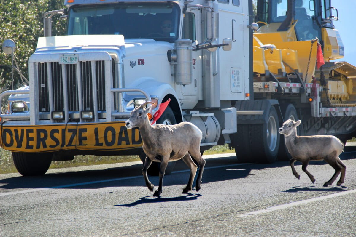 Colorado Completes World's Largest Wildlife Bridge - Image 2