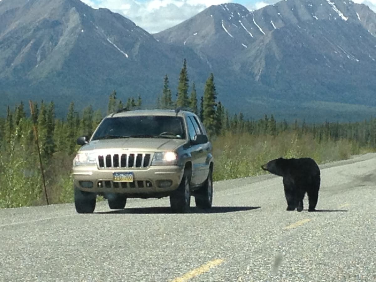 Colorado Completes World's Largest Wildlife Bridge - Image 3