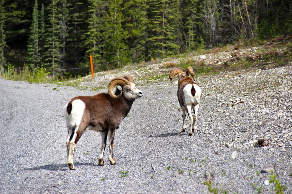 Colorado Completes World's Largest Wildlife Bridge - Image 5