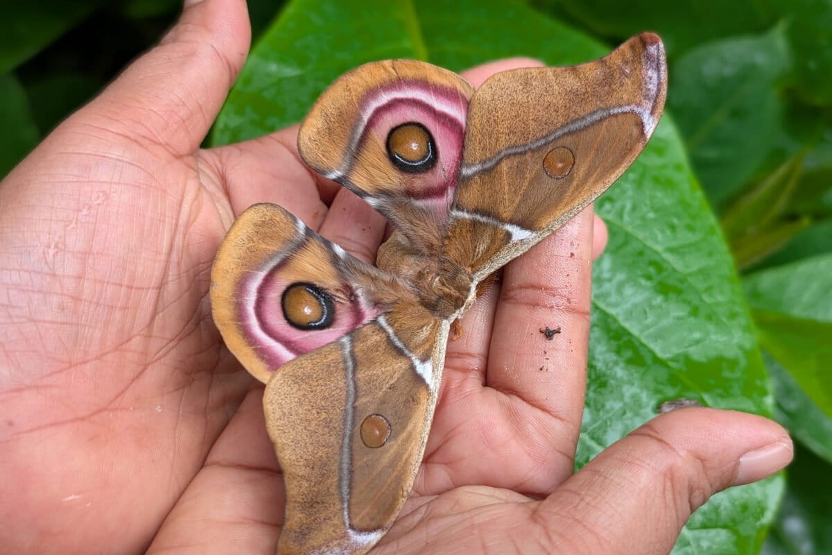 Silk Caterpillars Now Save Madagascar Forests and Farmers - Image 2