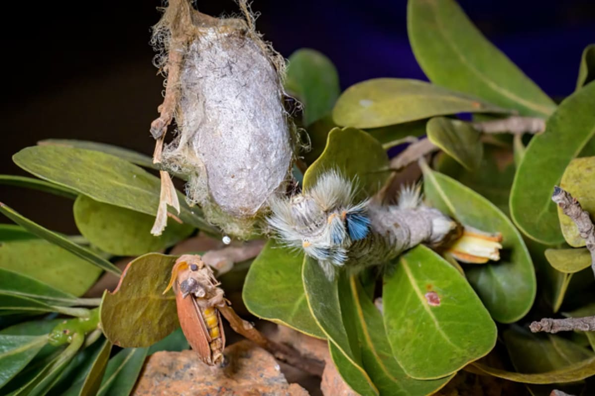 Silk Caterpillars Now Save Madagascar Forests and Farmers - Image 4
