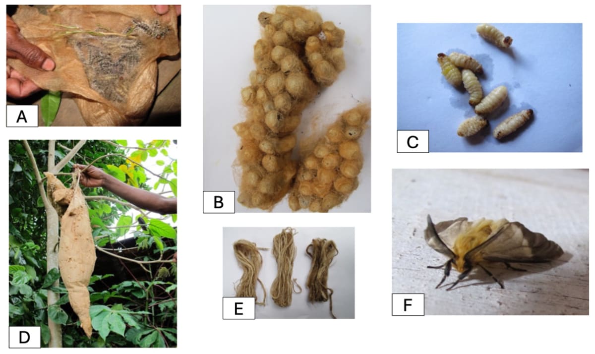 Silk Caterpillars Now Save Madagascar Forests and Farmers - Image 5