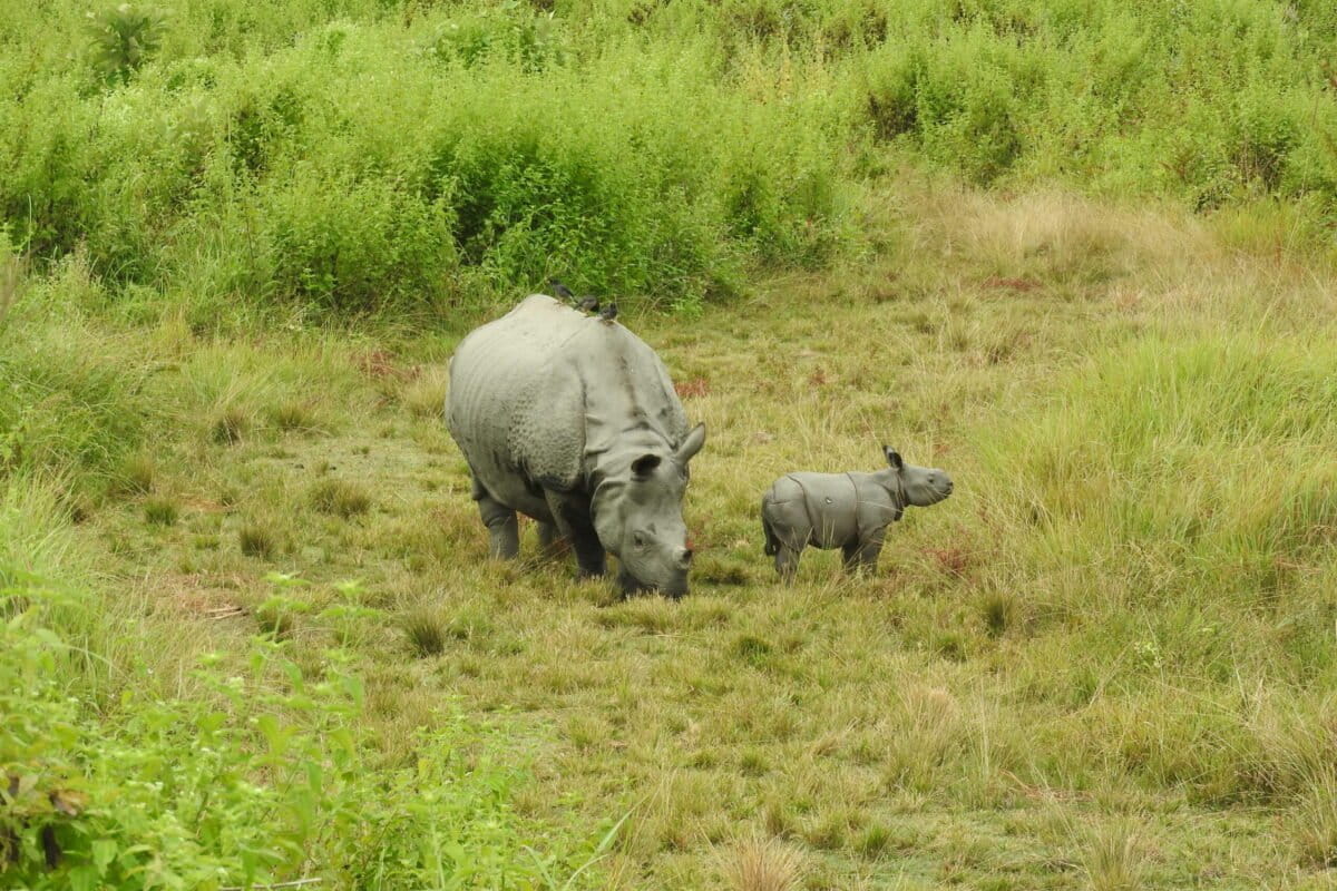 Indian Rhinos Return: 35 Calves Born in Manas Park - Image 2