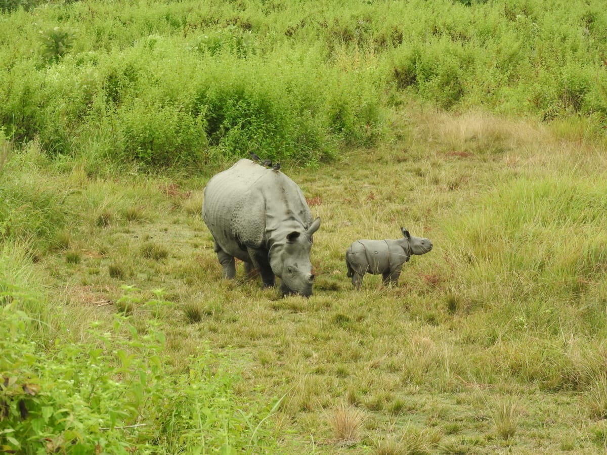 Indian Rhinos Return: 35 Calves Born in Manas Park