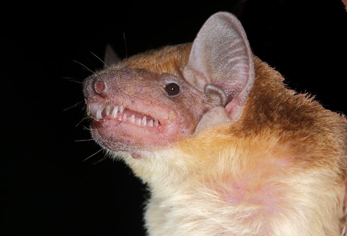 Scientist Defends Bats: No Proof They Spread Ebola - Image 4