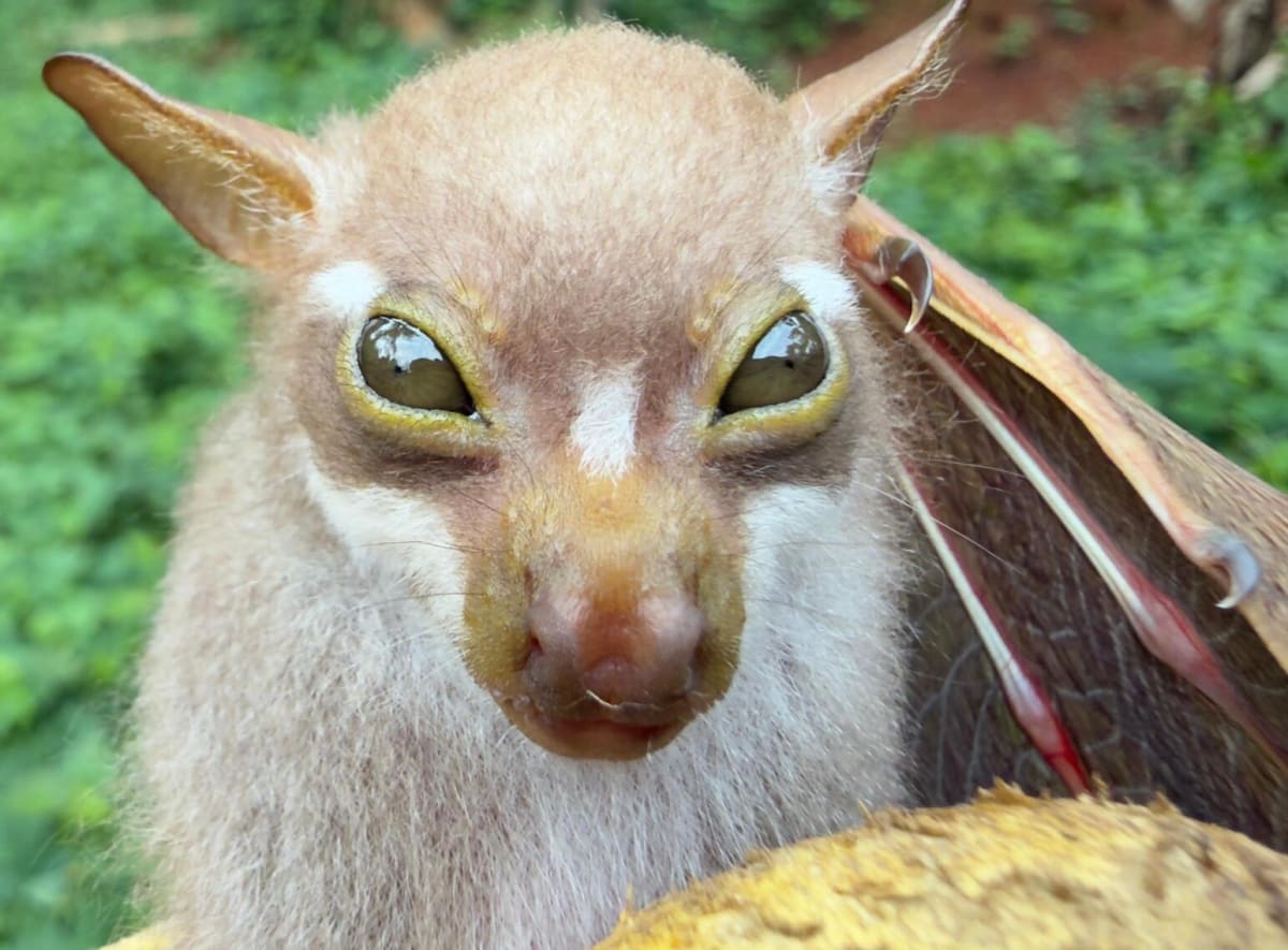 Scientist Defends Bats: No Proof They Spread Ebola - Image 5