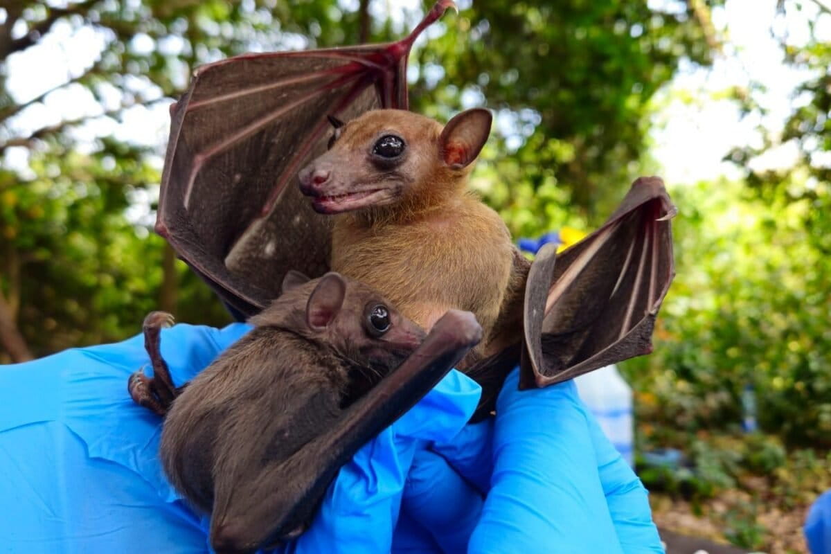 Scientist Defends Bats: No Proof They Spread Ebola - Image 2