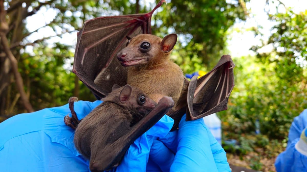 Egyptian fruit bat hanging in tree, a widespread African species studied by Dr. Paul Webala