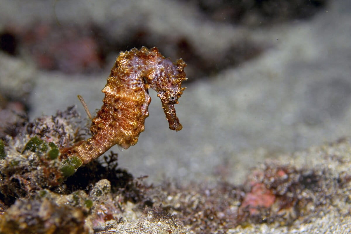 Guinea Busts Wildlife Ring, Saves 2,000 Seahorses - Image 2