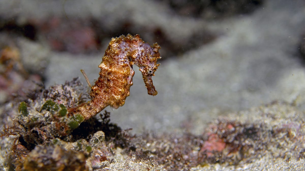 Dried seahorses confiscated by Guinean authorities during wildlife trafficking bust in Conakry
