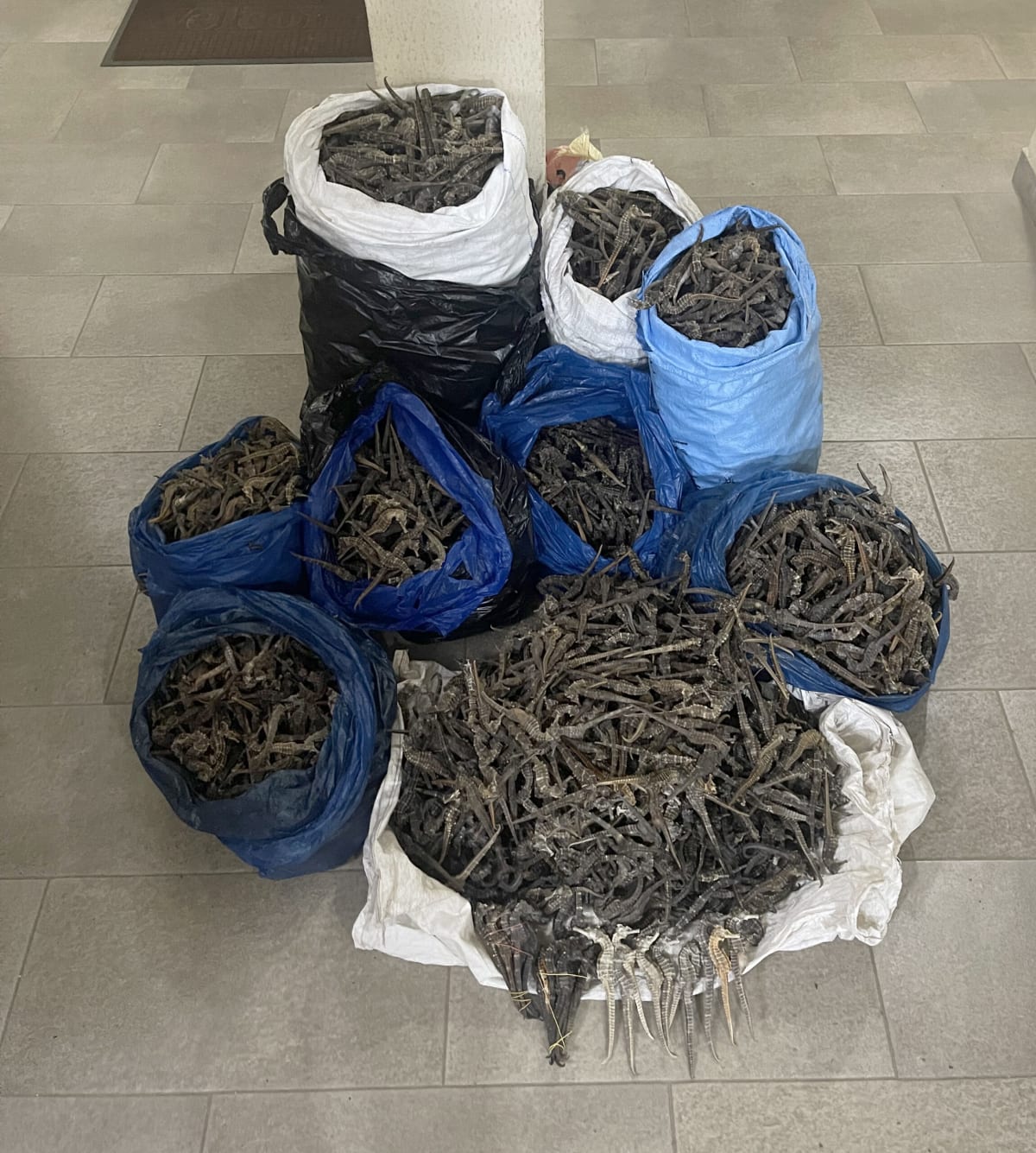 Guinea Busts Wildlife Ring, Saves 2,000 Seahorses - Image 5