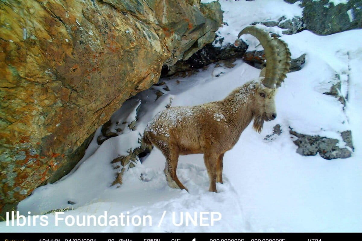Kyrgyzstan Creates Climate-Ready Corridor for Snow Leopards - Image 2