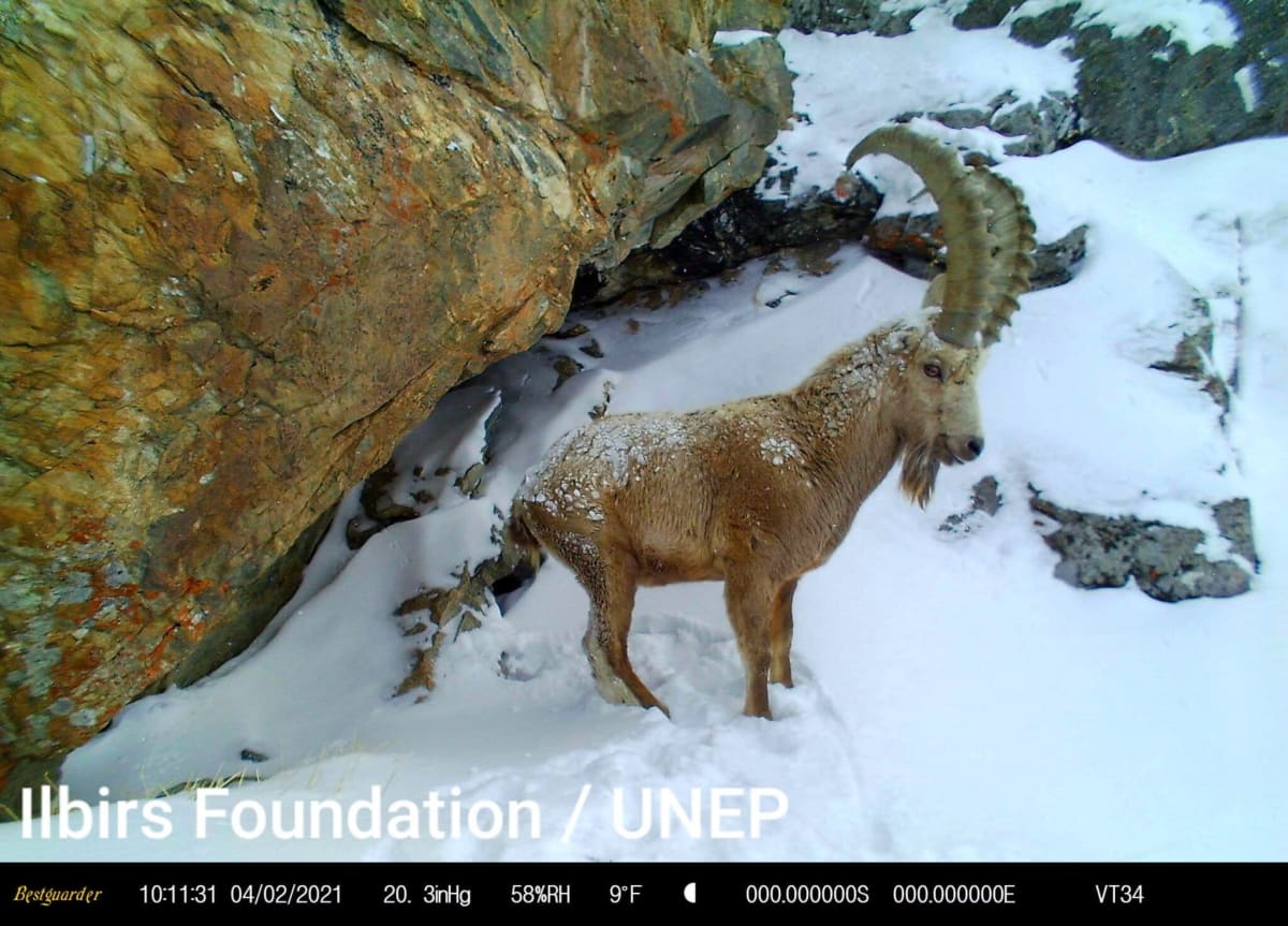 Kyrgyzstan Creates Climate-Ready Corridor for Snow Leopards