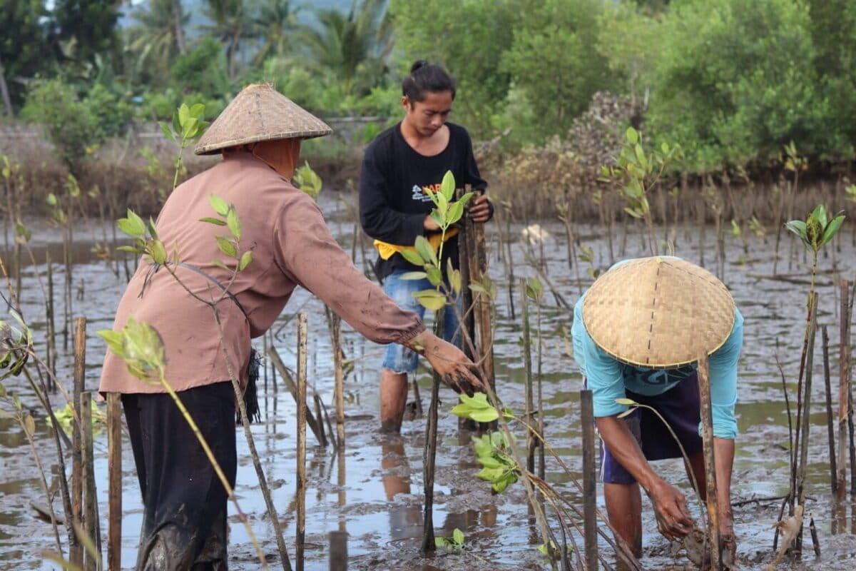 Indonesian Fishers Restore Crabs and Mangroves Together - Image 2