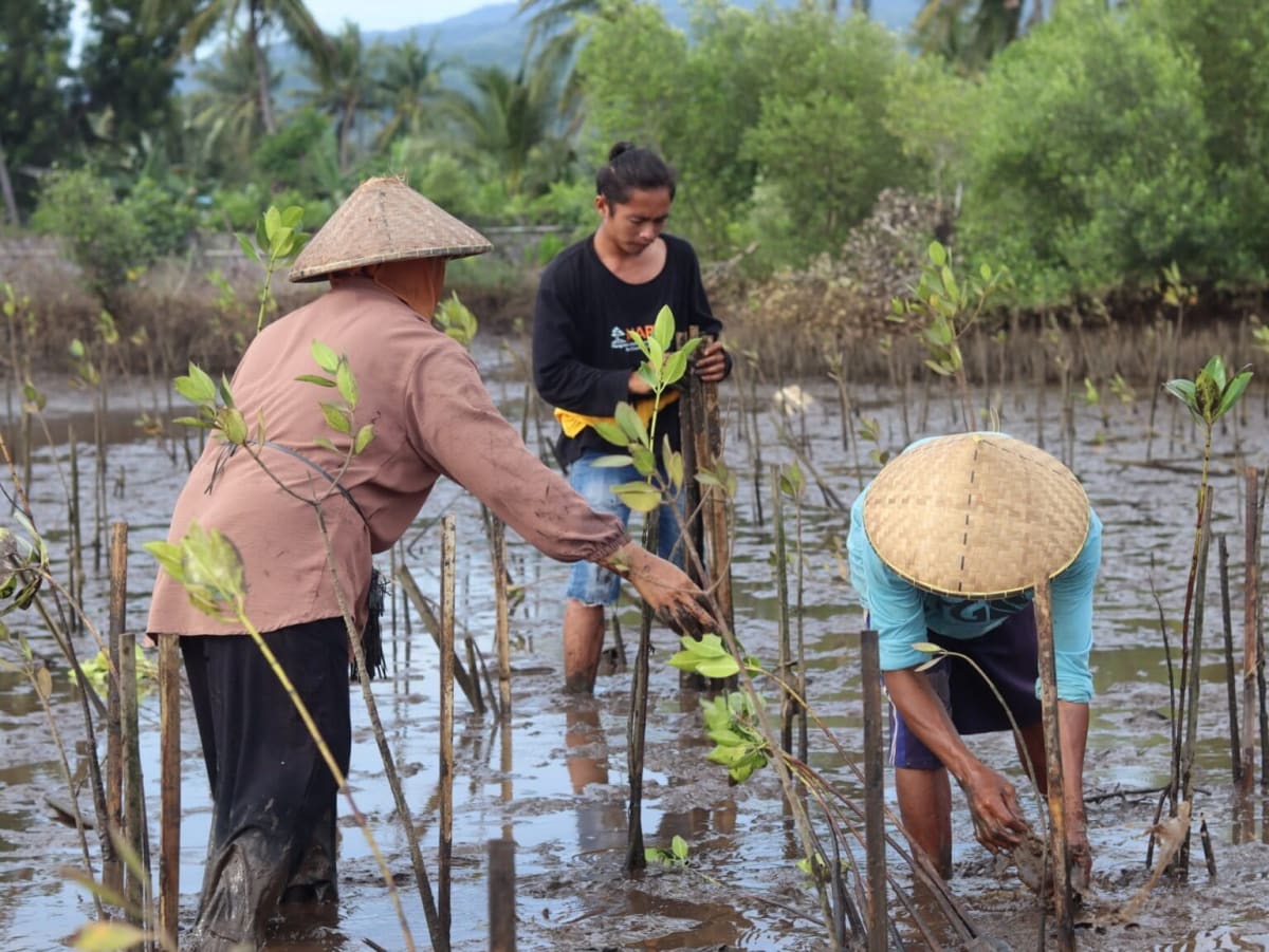Indonesian fisher standing by mangrove pond holding bucket checking for mud crabs